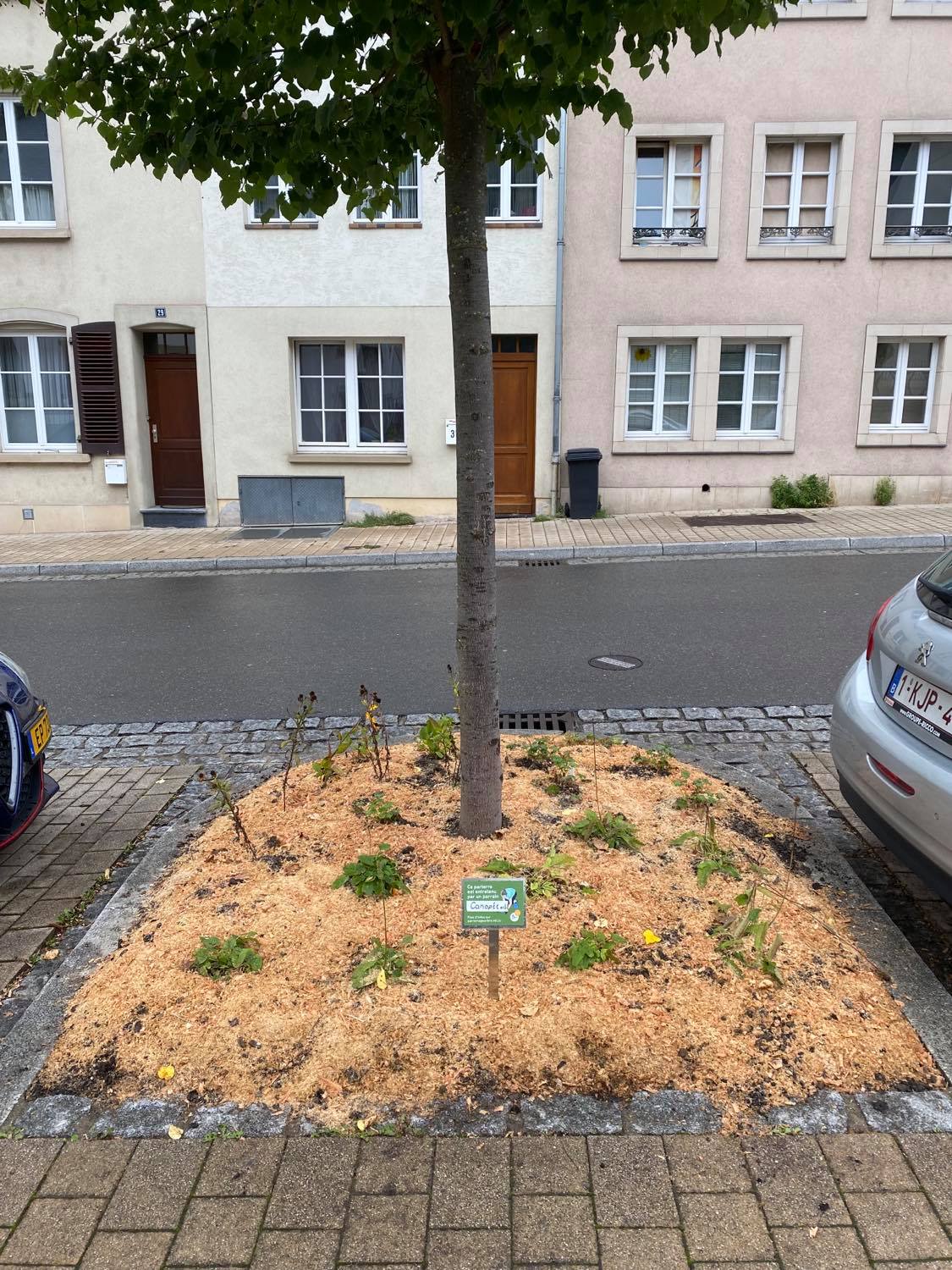 Parrainage de parterre d&rsquo;arbre rue&nbsp;Vauban