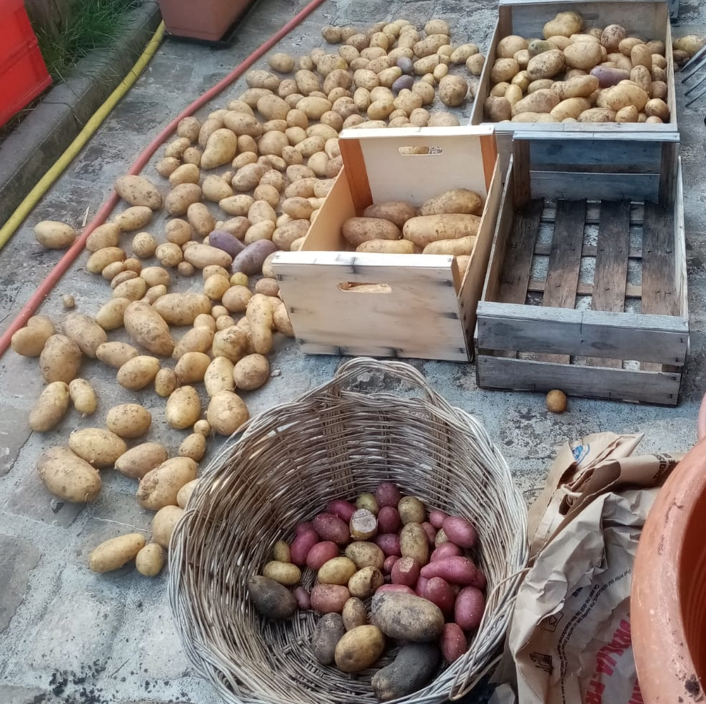 16/04/22 – Atelier de jardinage : Tout sur la&nbsp;patate