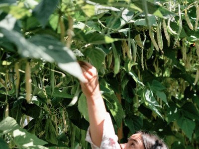 25/04/26 – Atelier : Tout sur le haricot ‘Orteil du&nbsp;Prêcheur’